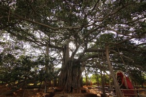 banyan-tree-dakshinamurti